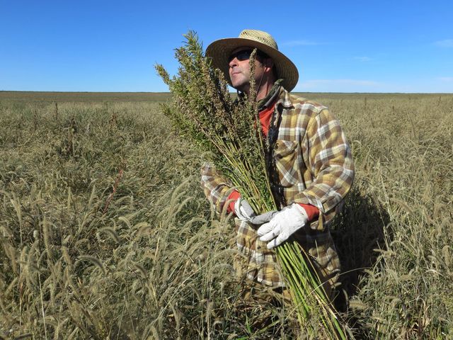 Click to enlarge hemp harvest