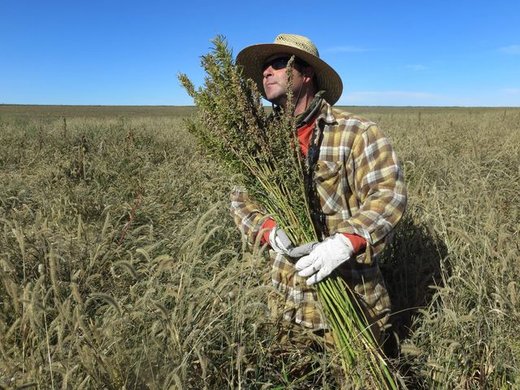 Click to enlarge hemp harvest