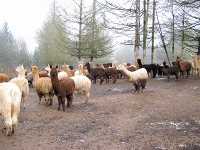 Click to enlarge Neglected Alpacas