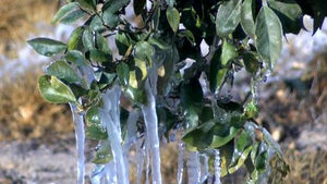 citrus crops freeze