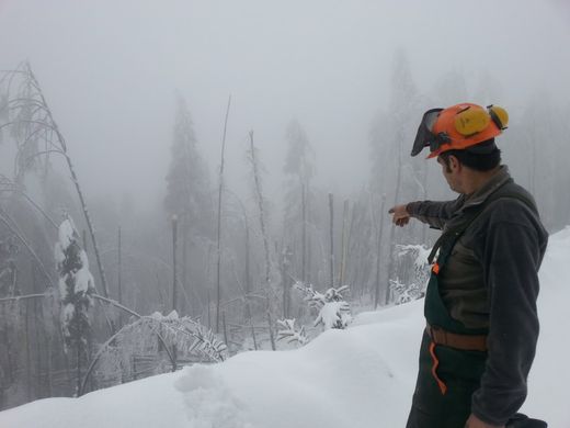 Click to enlarge Slovenia ice storm forest damage