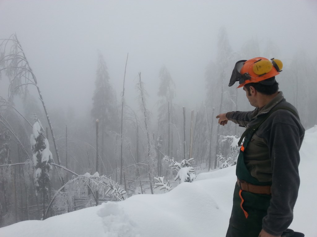 Slovenia ice storm forest damage