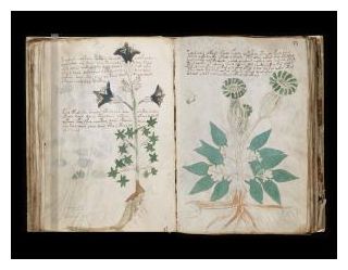 Click to enlarge Voynich Manuscript