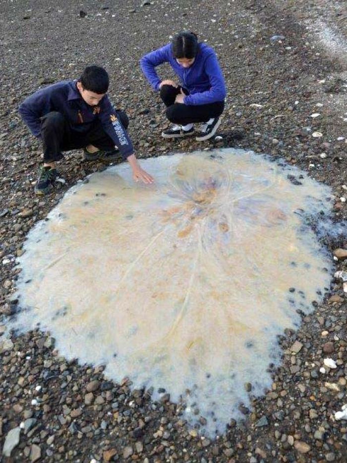 Mystery Jellyfish