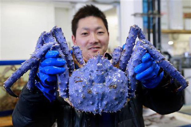 Lavender-colored red crab