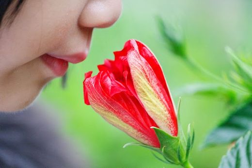 Click to enlarge smelling the flowers