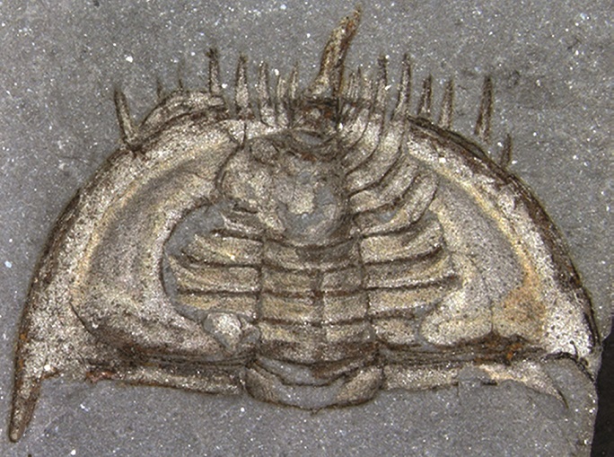 Trilobite