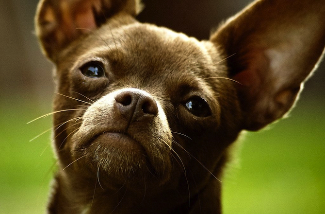 Chihuahua