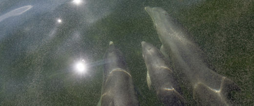 Click to enlarge pod of Bottlenose dolphins