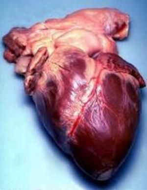 Heart
