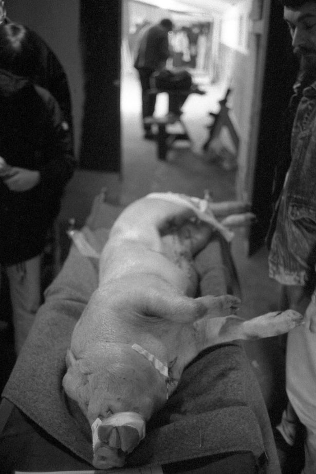 Click to enlarge Live Pig_4