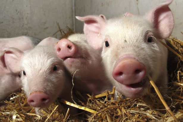 Click to enlarge Live Pig_6