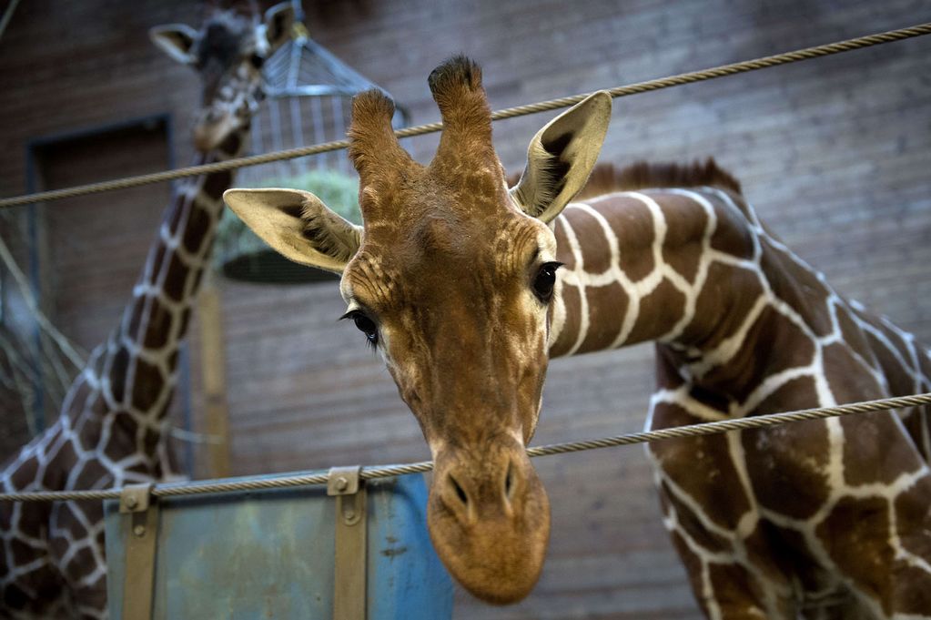 Click to enlarge Marius the Giraffe
