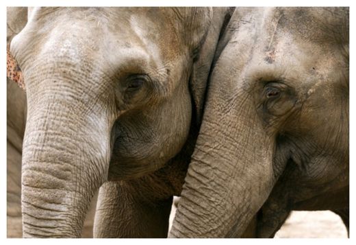 Elephants