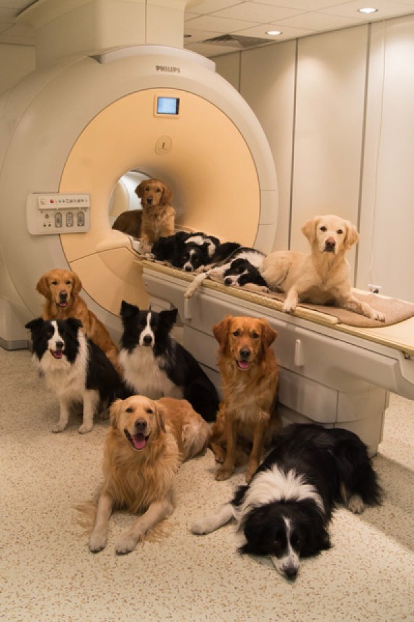 Dogs on Scanner