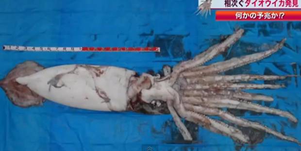 Giant Squid