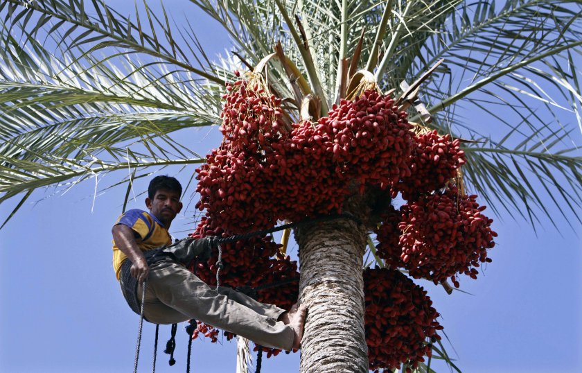 mejool dates boycott israel