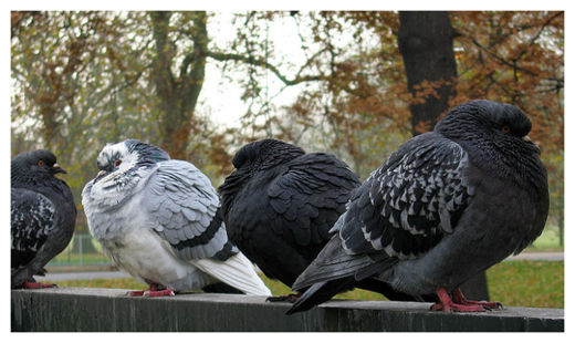 Click to enlarge Pigeons