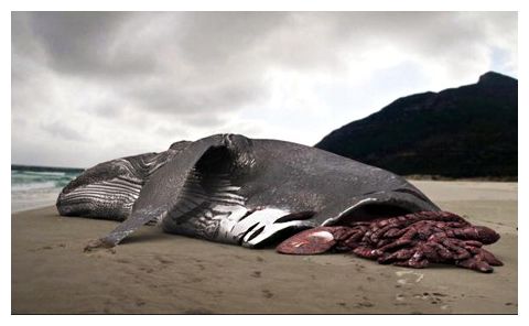 Click to enlarge Whale Carcass