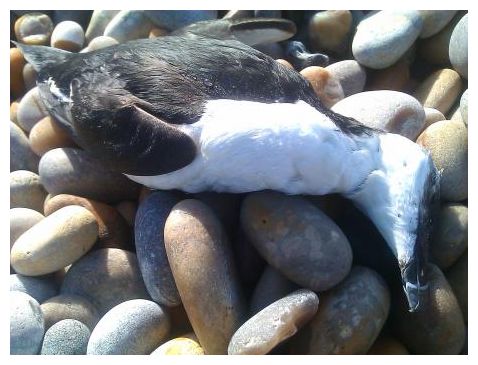 Dead Seabird