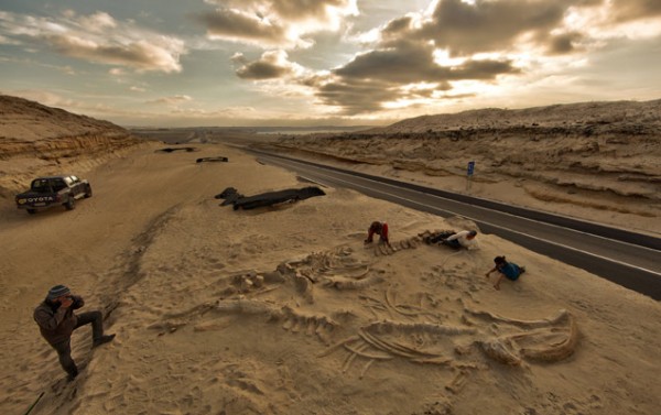 Ancient Mass Strandings