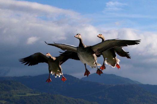 Geese in Flight