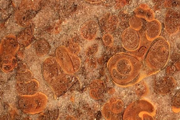 Gastropods