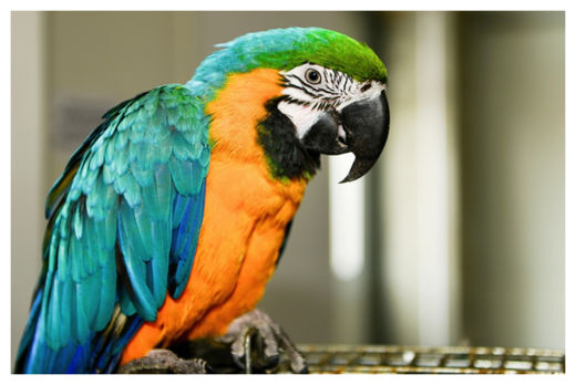 Parrot