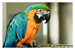 Parrot
