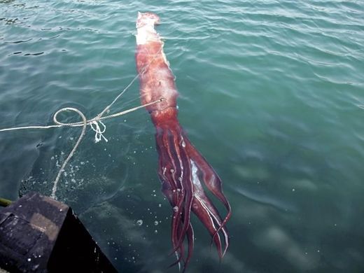 Click to enlarge Giant Squid