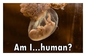 GMO Baby