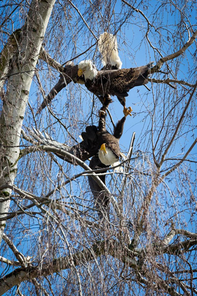 two eagles