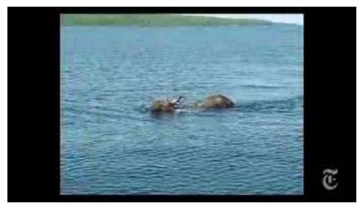 Moose