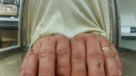 mosquito bite