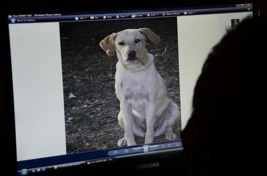 Click to enlarge Scarlett, a 9-year-old Labrador retriever, was killed