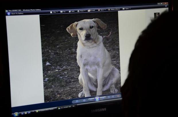 Click to enlarge Scarlett, a 9-year-old Labrador retriever, was killed