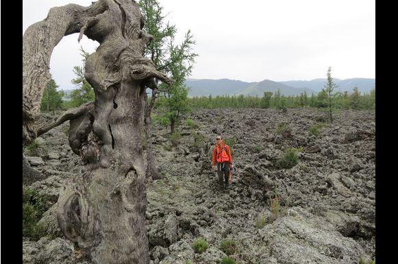 Click to enlarge Ancient Tree
