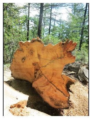 Click to enlarge Ancient Tree_2
