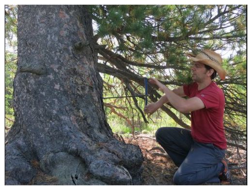 Click to enlarge Ancient Tree_3