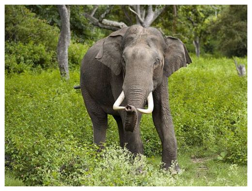 Indian Elephant
