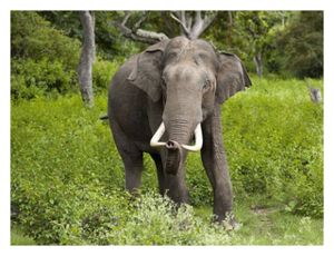Click to enlarge Indian Elephant