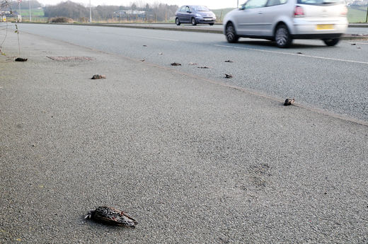 mass death birds