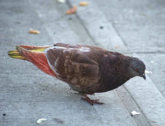 Dyed Pigeon?
