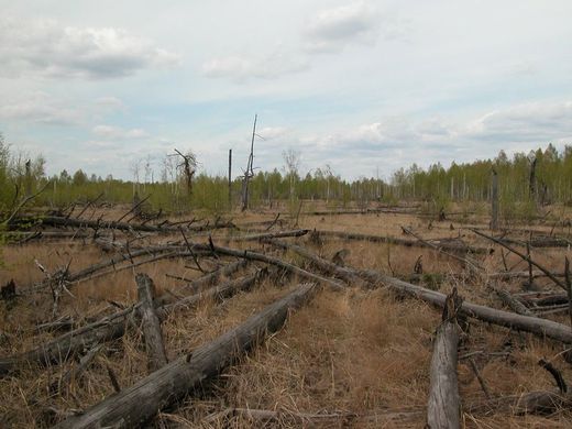 Click to enlarge Chernobyl forest