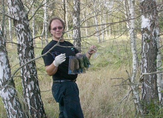 chernobyl forests