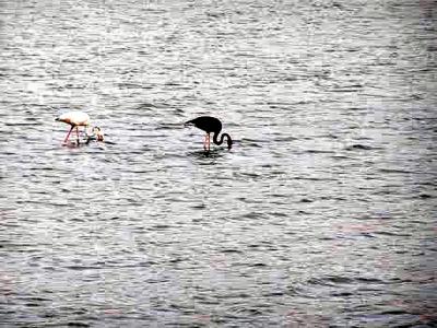 Black Flamingo