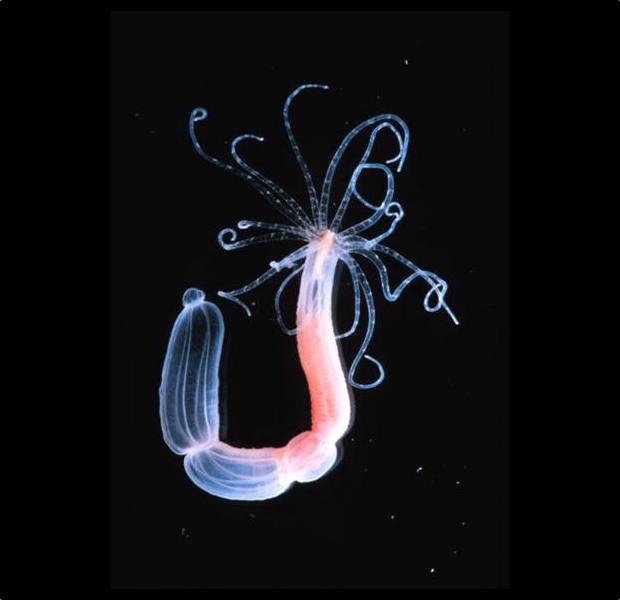 Sea Anemone
