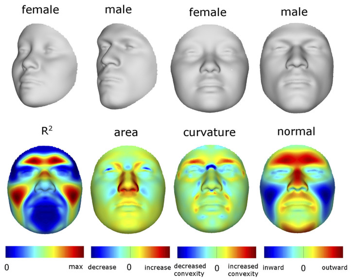 DNA face reconstruction