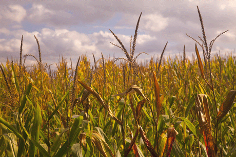 Bt Corn