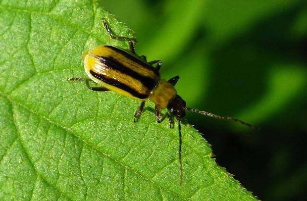 Beetle